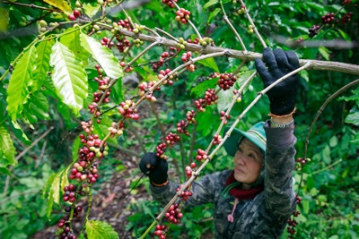 Giá cà phê hôm nay 27/8: Tăng trung bình 1.400 đồng/kg trong tuần