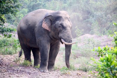 Đồng Nai: Tìm giải pháp giảm xung đột giữa voi và người