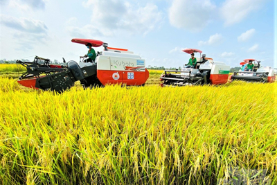 Hành trình trăm năm lúa gạo Việt