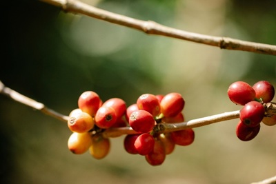 Giá cà phê hôm nay 5/9: Robusta tiếp tục tăng, trong nước gần 67.000 đồng/kg