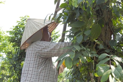 Giá tiêu hôm nay 6/9: Tăng 2 ngày liên tiếp, vụ tiêu Indonesia gần kết thúc