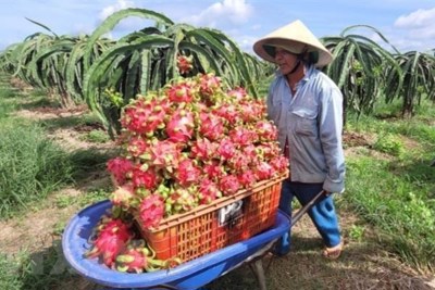 Việc xuất khẩu thanh long Việt Nam sang Anh vẫn diễn ra bình thường