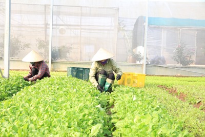 Hà Nội: Nông dân tiếp cận khoa học để làm giàu 