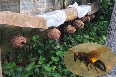 Bệnh viện Bạch Mai cảnh báo nhiều bệnh nhân bị ong đốt nguy kịch