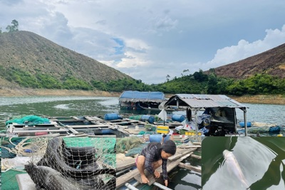 Quảng Ngãi: Trợ lực cho nuôi thủy sản trong lòng hồ chứa nước