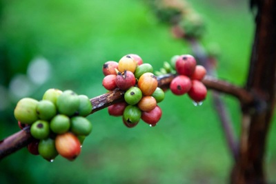 Giá cà phê hôm nay 14/9: Robusta tăng trở lại, trong nước hướng tới 67.000 đồng/kg