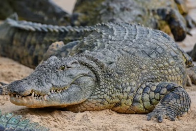 Trung Quốc khẩn tìm hơn 70 con cá sấu xổng chuồng do lũ 