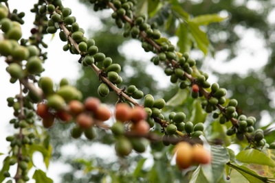 Giá cà phê hôm nay 16/9: Robusta tăng mạnh, trong nước thêm 1.000 đồng/kg