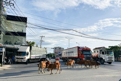Quảng Bình: Nhức nhối nạn bò thả rông trên đường giao thông