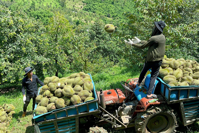 Xây dựng vùng trồng, nông dân miền núi Khánh Hòa bắt cây sầu riêng sinh “vàng”