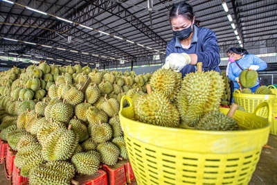 Cách các nước Đông Nam Á xuất khẩu nông sản