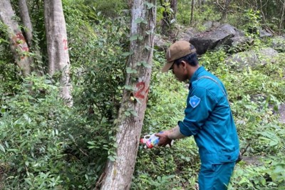 Cần trừng trị nghiêm khắc hành vi đầu độc cây rừng