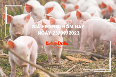 Giá heo hơi hôm nay 23/9/2023: Đồng loạt giảm 1.000 đồng/kg