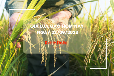 Giá lúa gạo hôm nay ngày 23/9/2023: Giá gạo chững, giá lúa giảm nhẹ