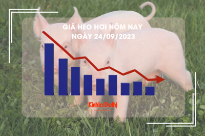 Giá heo hơi hôm nay 24/9/2023: Chững giá, cao nhất 58.000 đồng/kg