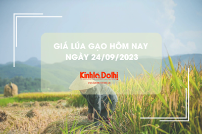 Giá lúa gạo hôm nay ngày 24/9/2023: Giá lúa đi ngang, giá gạo tăng nhẹ