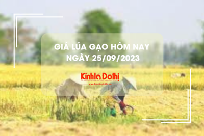 Giá lúa gạo hôm nay 25/9/2023: Giá lúa gạo duy trì ổn định