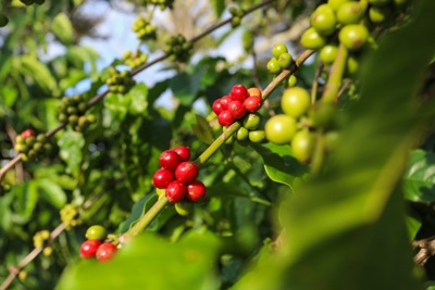 Giá cà phê hôm nay 26/9: Robusta tăng nhưng chịu sức ép từ đồng USD mạnh