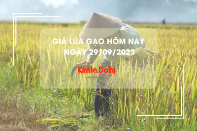 Giá lúa gạo hôm nay 29/9/2023: Giá lúa ổn định, giá gạo tăng nhẹ