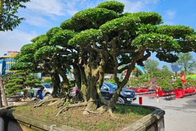Độc đáo tác phẩm "cây" tiền tỷ tại Festival Chí Linh – Hải Dương 2023.