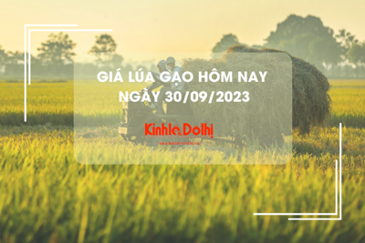 Giá lúa gạo hôm nay 30/9/2023: Giá lúa tăng, giá gạo giảm