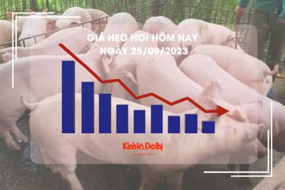 Giá heo hơi hôm nay 1/10/2023: Tiếp đà giảm