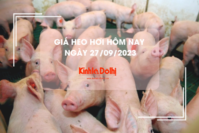 Giá heo hơi hôm nay 2/10/2023: Ổn định, thấp nhất 52.000 đồng/kg