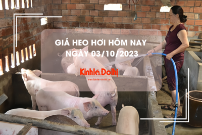 Giá heo hơi hôm nay 3/10/2023: Giảm 1.000 đồng/kg