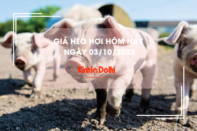 Giá heo hơi hôm nay 4/10/2023: Giảm 1.000 đồng/kg 