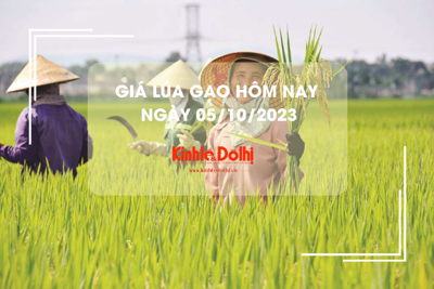 Giá lúa gạo hôm nay ngày 5/10/2023: Giá gạo tăng nhẹ