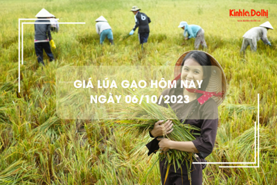 Giá lúa gạo hôm nay 6/10/2023:Giá gạo giảm nhẹ