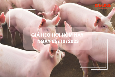 Giá heo hơi hôm nay 6/10/2023: Giảm 2.000 đồng/kg