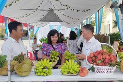 Phát triển vùng chuyên canh cây ăn quả, thuận lợi và thách thức đan xen