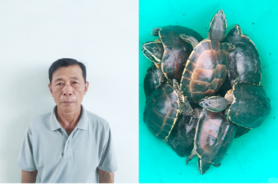 Kiên Giang: Bắt quả tang đối tượng vận chuyển 41 cá thể rùa quý hiếm
