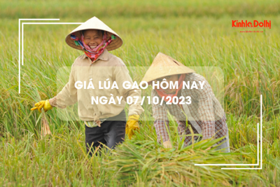 Giá lúa gạo hôm nay 7/10/2023: Đi ngang trên diện rộng 