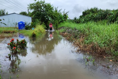 Cà Mau: Người dân thiệt hại nặng do triều cường mưa lớn