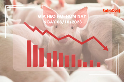 Giá heo hơi hôm nay 8/10/2023: Giảm mạnh 3.000 đồng/kg.