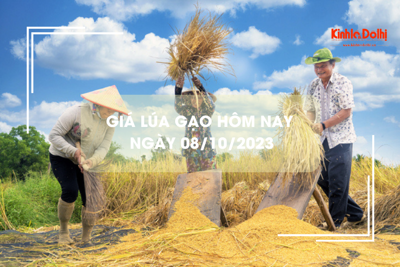 Giá lúa gạo hôm nay 8/10/2023: Giá gạo tăng trở lại