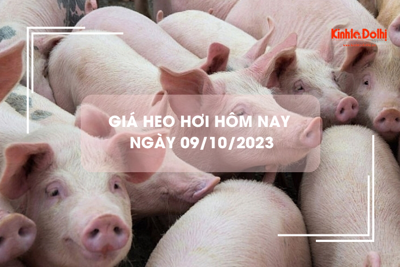 Giá heo hơi hôm nay 9/10/2023: Đi ngang trên cả ba miền