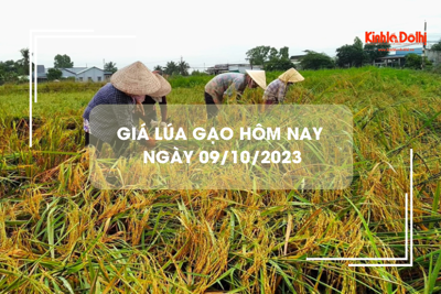 Giá lúa gạo hôm nay 9/10/2023: Đồng loạt đi ngang  