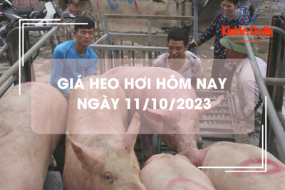 Giá heo hơi hôm nay 11/10/2023: Tiếp đà giảm 1.000 đồng trên cả ba miền