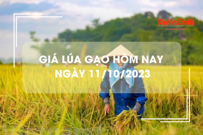 Giá lúa gạo hôm nay 11/10/2023: Giá gạo xuất khẩu tăng