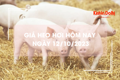 Giá heo hơi hôm nay 12/10/2023: Giảm mạnh 2.000 đồng/kg