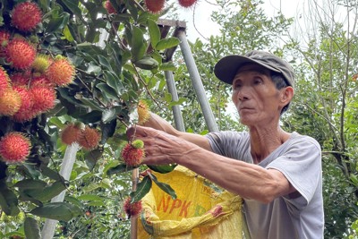 Thủ phủ cây chôm chôm ở Quảng Ngãi bước vào vụ thu hoạch