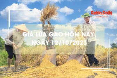 Giá lúa gạo hôm nay 12/10/2023: Đồng loạt tăng 