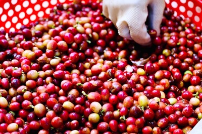 Giá cà phê hôm nay 12/10: Arabica tiếp tục tăng, trong nước mất mốc 64.000 đồng/kg