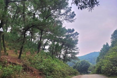 Hà Tĩnh: Tăng cường quản lý, bảo vệ hơn 25.000 ha rừng phòng hộ