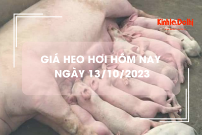 Giá heo hơi hôm nay 13/10/2023: Tiếp tục giảm