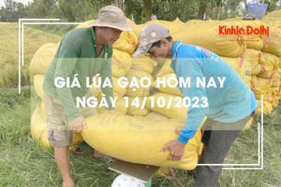 Giá lúa gạo hôm nay 14/10/2023: Chững giá