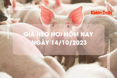 Giá heo hơi hôm nay 14/10/2023: Giảm 1.000 đồng/kg trên cả ba miền